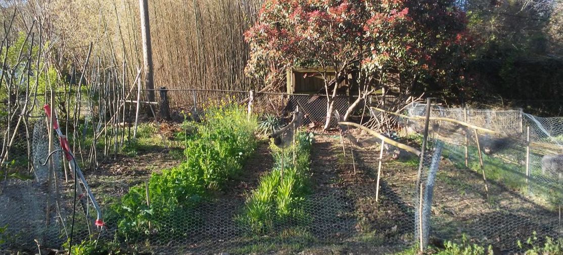 This Year's Produce Plan 