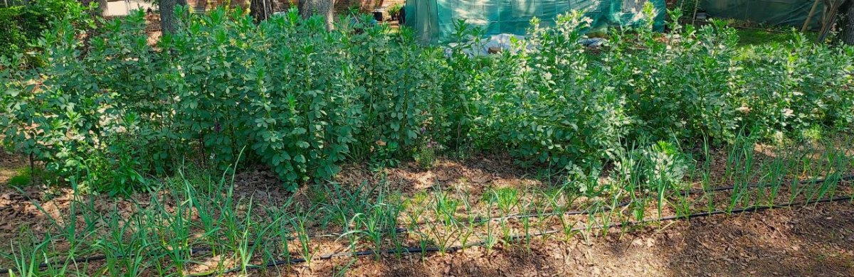 Fava Tips, A New Favorite