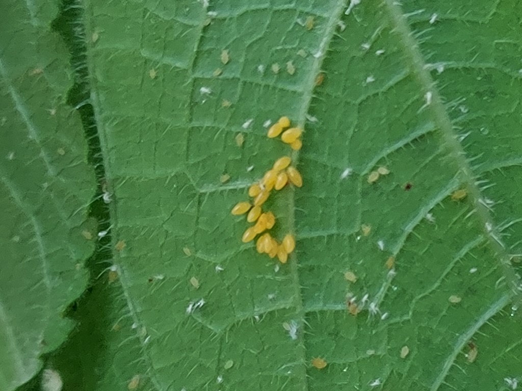 A cluster of orange ladybug eggs on the hairy bottom of an cucumber leaf.