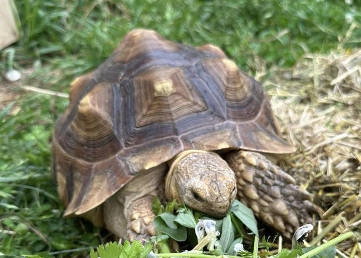 A brown tortoise with a pyramidal humps on its back happily chewing on fava greens.