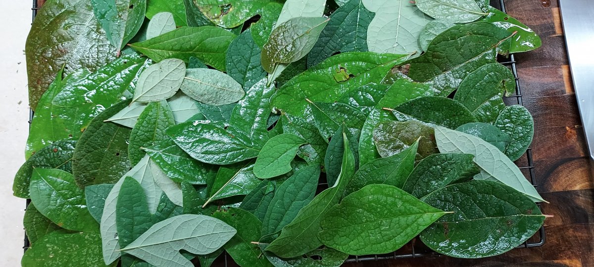  "So that's what it's supposed to taste like!" 